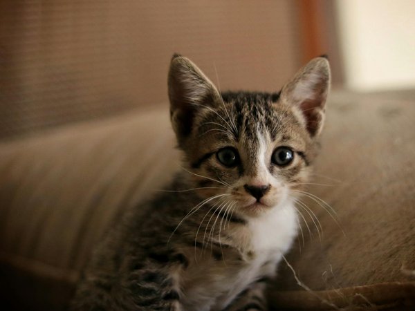 Tout comprendre sur le deuil animalier : étapes et soutiens