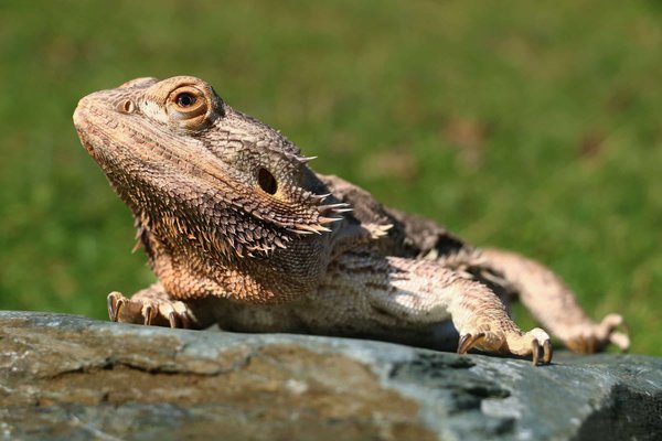 Comment identifier un comportement de ponte anormal chez une pogona femelle ?