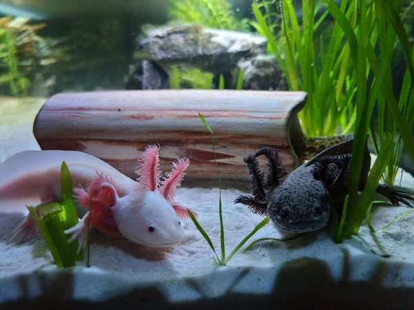 Quel est l'impact d'un changement de température sur le métabolisme d'un axolotl en aquarium ?