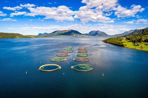 Découvrez les secrets de l'aquaculture: élevage poisson et crevette