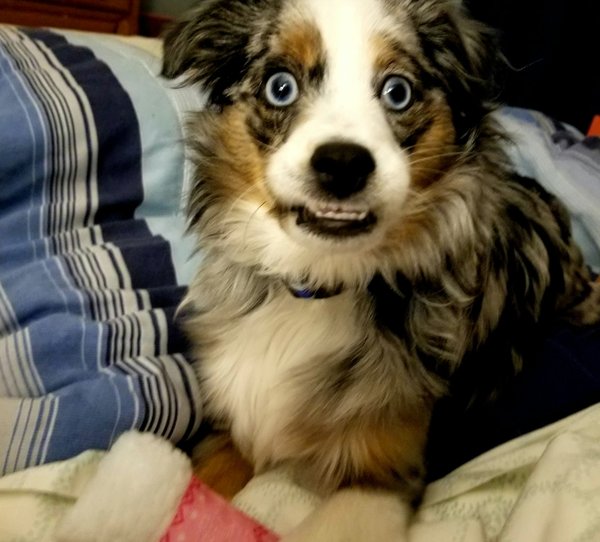 Réduisez le stress de votre chien avec du fromage de yak